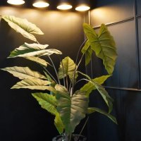 دانیال حسینی